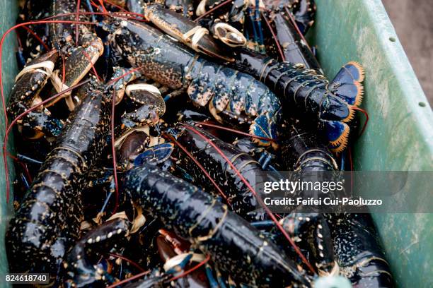 blue lobster at ballycotton, munster province, county cork, ireland - hummer bildbanksfoton och bilder