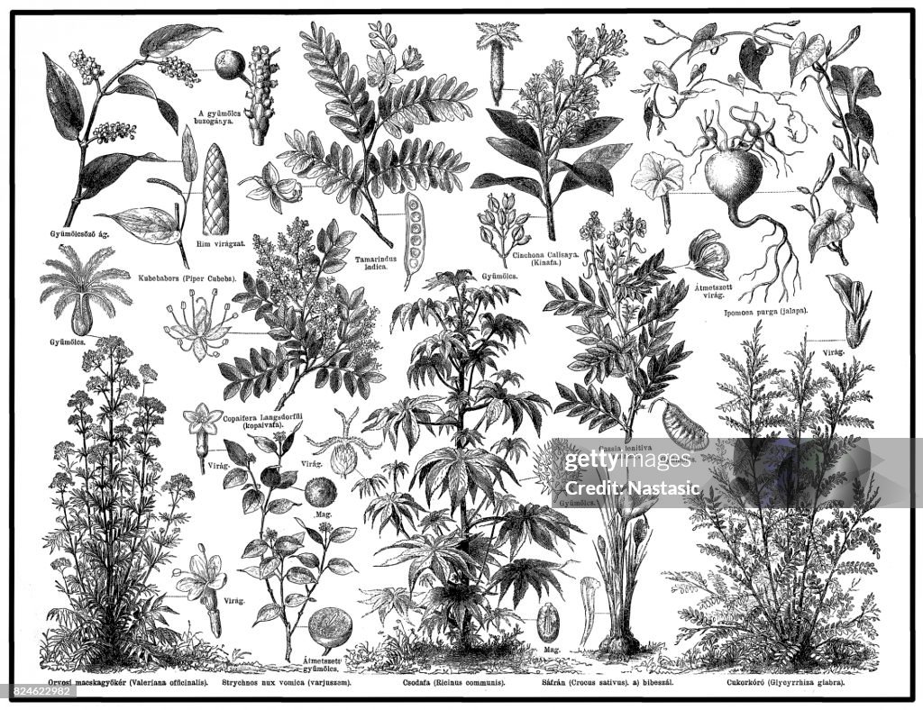 Medical plants