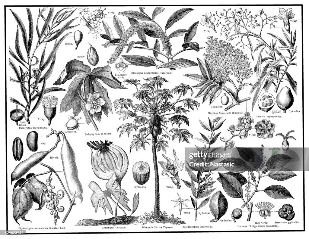 Medical plants