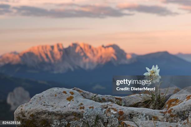 edelweiss at sunrise with dolomites in background - edelweiss flower stock pictures, royalty-free photos & images