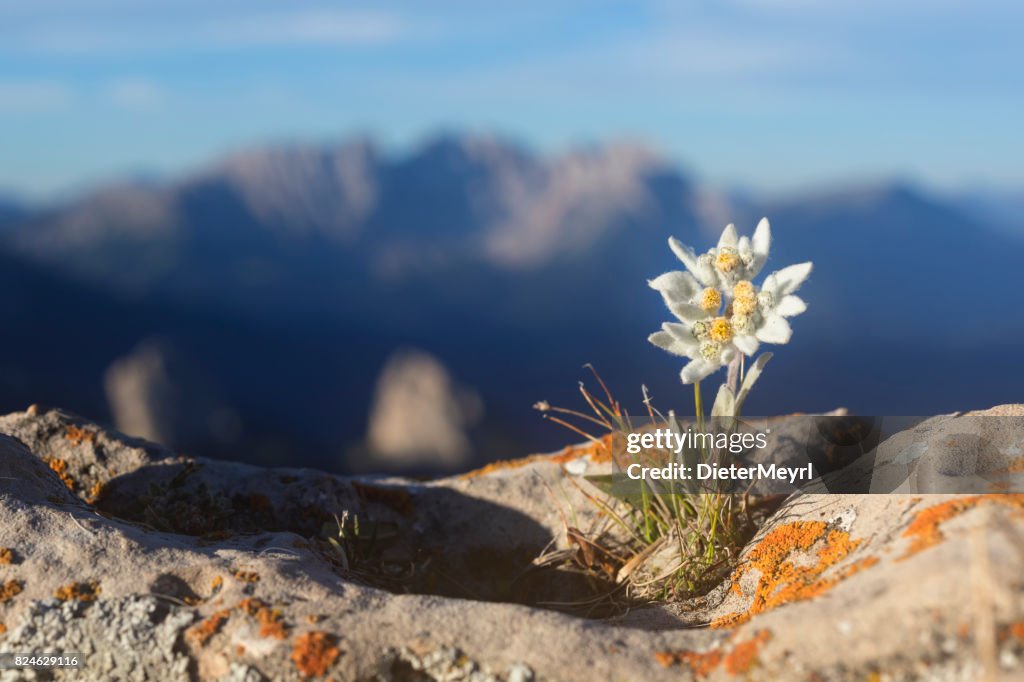 Edelweiss con la montaña de fondo - Alpes