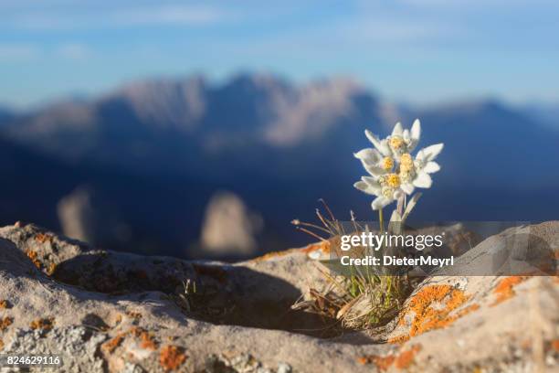 edelweiss with mountain in background - alps - edelvais imagens e fotografias de stock