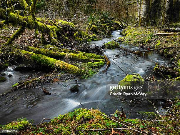 creek que fluye a través de los árboles - lago crescent fotografías e imágenes de stock