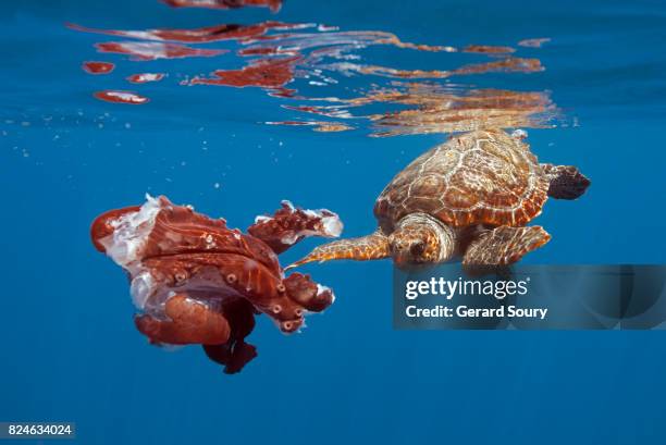 loggerhead turtle feeding on a dead giant octopus at the surface - giant octopus stock pictures, royalty-free photos & images