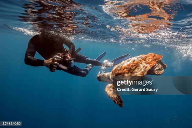 a logerhead turtle being filmed by a diver - underwater film camera stock-fotos und bilder