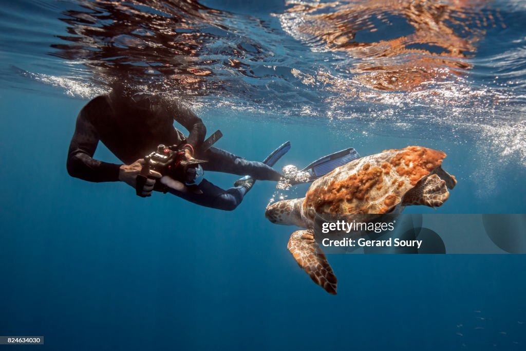 A Logerhead Turtle being filmed by a diver