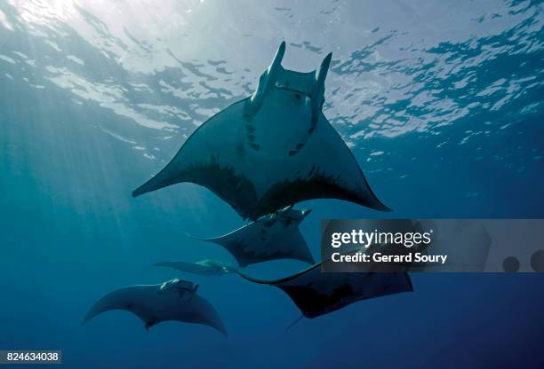 a school of chilean devil rays swimming below the surface - manta ray stock pictures, royalty-free photos & images