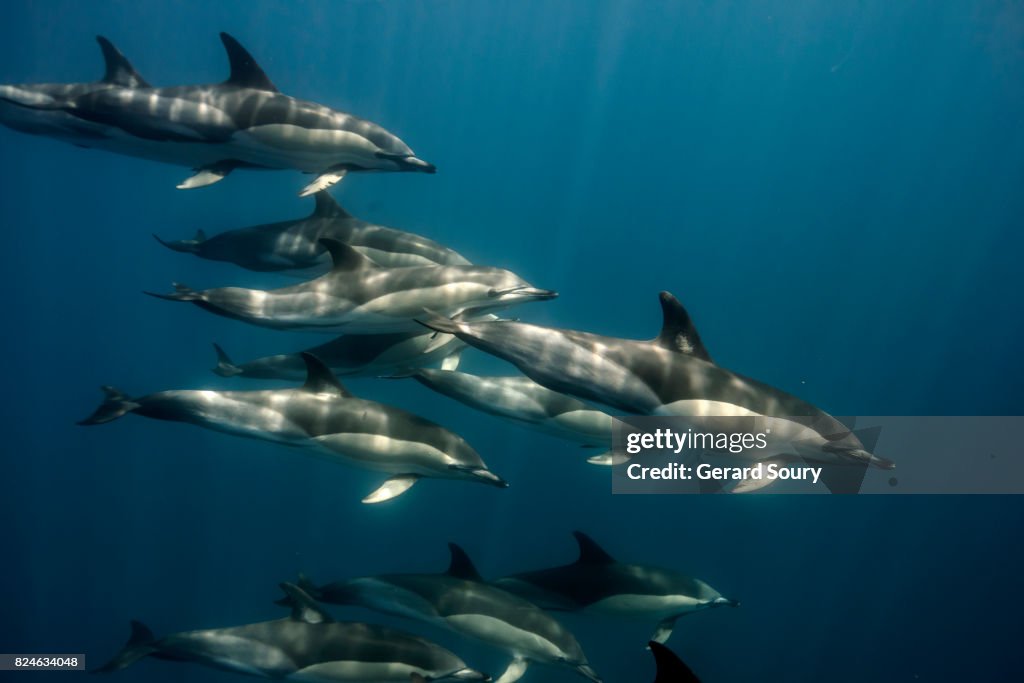 A school of common dolphins swimming underwater