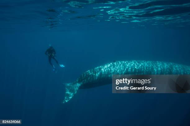 a blue whale swimming underwater is showing her tail fin to a diver - blue whale stock-fotos und bilder