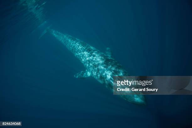 a blue whale swimming underwater - blue whale stockfoto's en -beelden