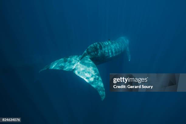 a blue whale swimming underwater is showing her tail fin - blue whale stockfoto's en -beelden