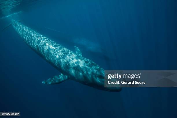 two blue whales swimming underwater - blauwal stock-fotos und bilder