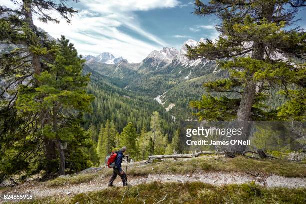 hiker on path looking at mountain range through trees, dolomites, italy - turismo ecológico fotografías e imágenes de stock