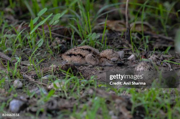 baby eurasian stone curlew (burhinus oedicnemus) - eurasian stone curlew burhinus oedicnemus stock-fotos und bilder