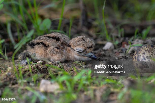 baby eurasian stone curlew (burhinus oedicnemus) - eurasian stone curlew burhinus oedicnemus stock-fotos und bilder