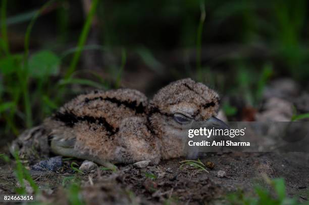 baby eurasian stone curlew (burhinus oedicnemus) - eurasian stone curlew burhinus oedicnemus stock-fotos und bilder