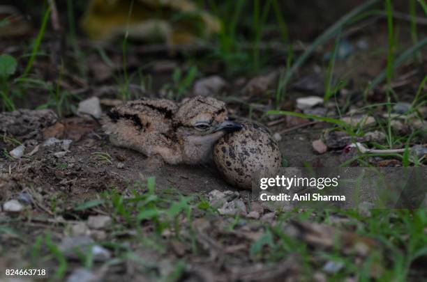 baby eurasian stone curlew (burhinus oedicnemus) - eurasian stone curlew burhinus oedicnemus stock-fotos und bilder