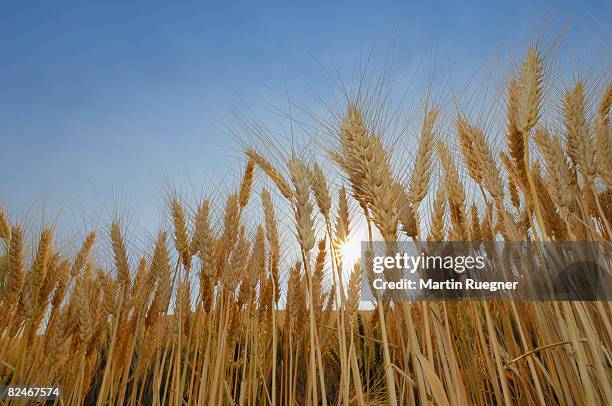 ripe wheat field with sun and sunbeams. - low angle view of wheat growing on field against sky fotografías e imágenes de stock