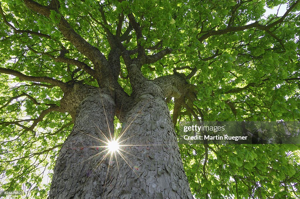 Chestnut Tree with sun and sunbeams.