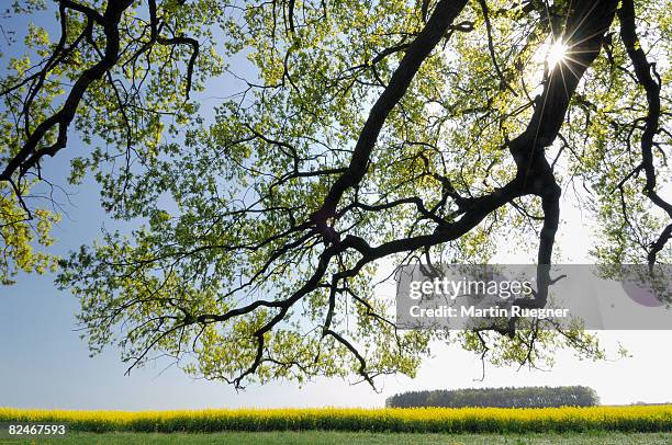 branches of oak tree (quercus spec.) with sunbeam. - human parainfluenza virus stock pictures, royalty-free photos & images