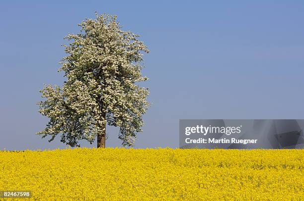 blossoming pear tree in oilseed rape field. - pear tree stock pictures, royalty-free photos & images