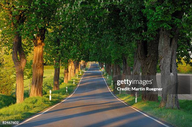 tree lined rural road with horse chestnut trees. - horse chestnut tree stock pictures, royalty-free photos & images