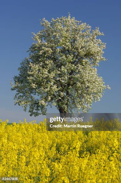 blossoming pear tree in oilseed rape field. - pear tree stock pictures, royalty-free photos & images