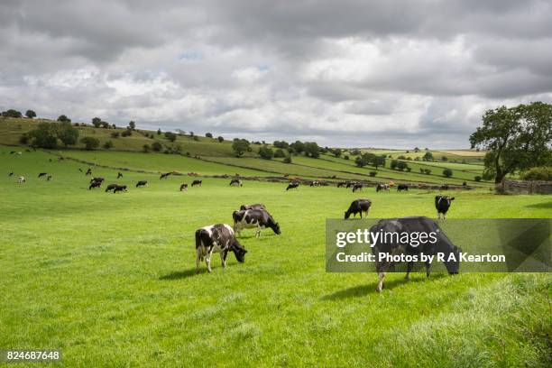 cows grazing green fields in the english countryside - buxton inglaterra fotografías e imágenes de stock