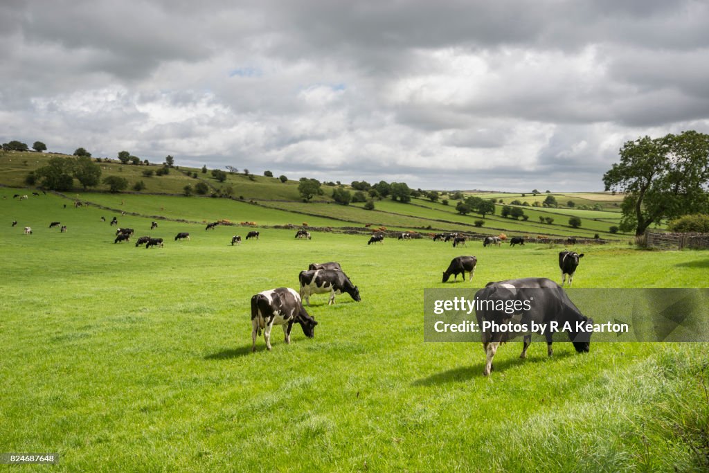 Cows grazing green fields in the English countryside