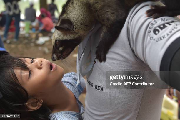 This picture taken on July 30, 2017 shows a young girl playing with an Asian palm civet during a Civet Owners Club gathering in Jakarta. Asian palm...