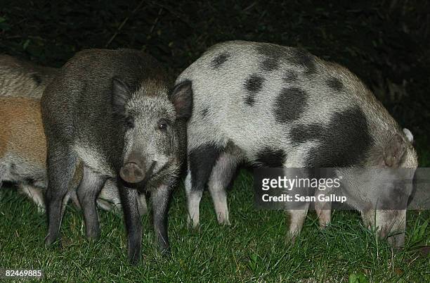 Wild pigs, part of a herd that one eyewitness reported numbered 26 animals, forage on the edge of a public park in Zehlendorf district on August 19,...