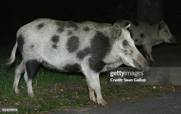 Wild pigs, part of a herd that one eyewitness reported numbered 26 animals, forage on the edge of a public park in Zehlendorf district on August 19,...