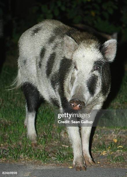 Wild pigs, part of a herd that one eyewitness reported numbered 26 animals, forage on the edge of a public park in Zehlendorf district on August 19,...