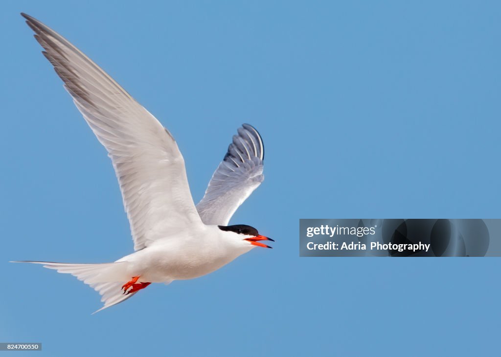 Common Tern (Sterna hirundo) in flight