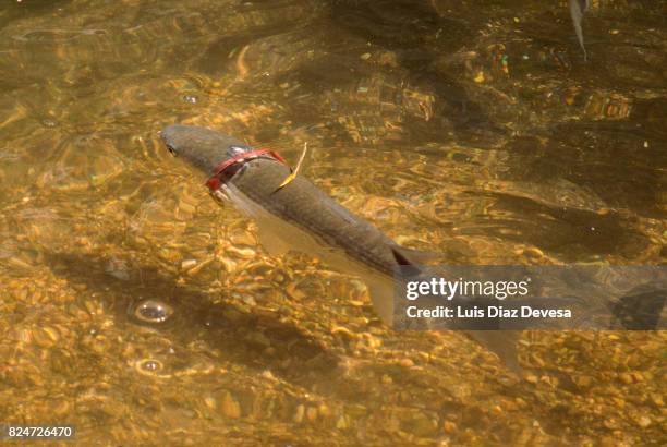 the fish has a red ring on the neck that will prevent him grow. - undersea river stock pictures, royalty-free photos & images
