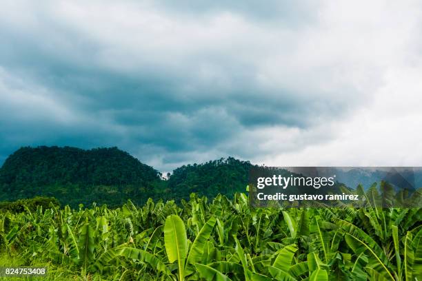 banana camps - ecuador farm stock pictures, royalty-free photos & images