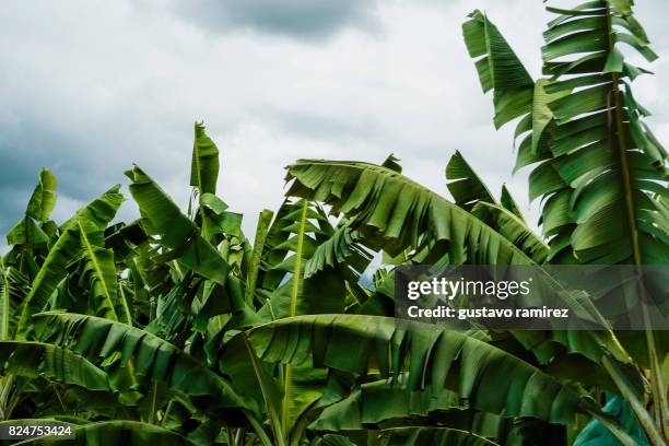 banana plants - ecuador farm stock pictures, royalty-free photos & images