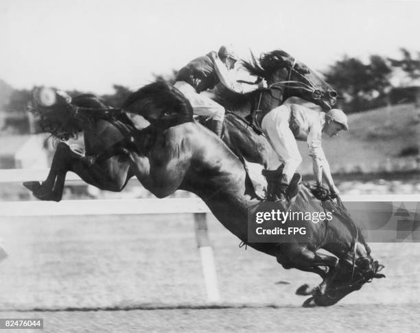 Race horse falling after a fence during a race, circa 1920.