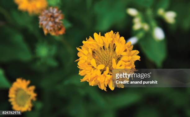 coreopsis grandiflora or sunray flower at full bloom - garden coreopsis flowers stock pictures, royalty-free photos & images