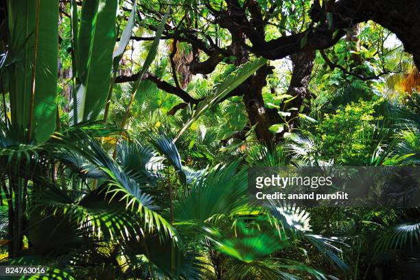garden decor like tropical rain forest pattern - rainforest garden stock-fotos und bilder