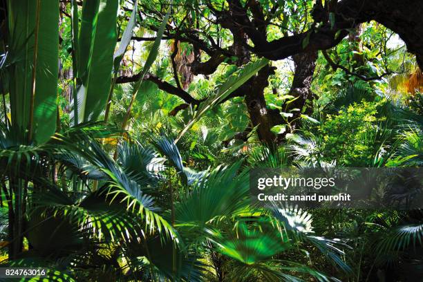 garden decor like tropical rain forest pattern - rainforest garden ストックフォトと画像