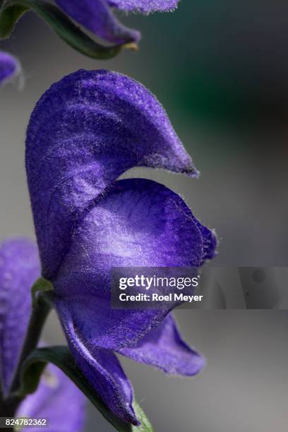 aconite or monkshood; close-up of singlelower - aconitum carmichaelii stock pictures, royalty-free photos & images