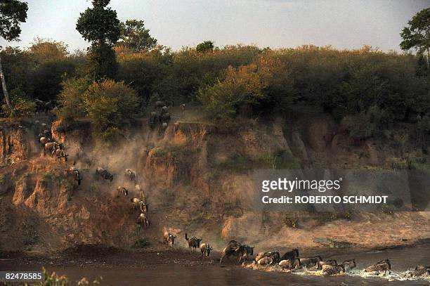 Wildebeest rush the waters of the Mara river during the annual wildebeest migration through the Massai Mara National park in western Kenya on August...