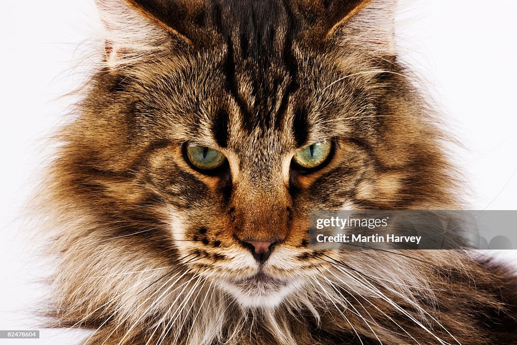 Domestic Main Coon cat against white background.