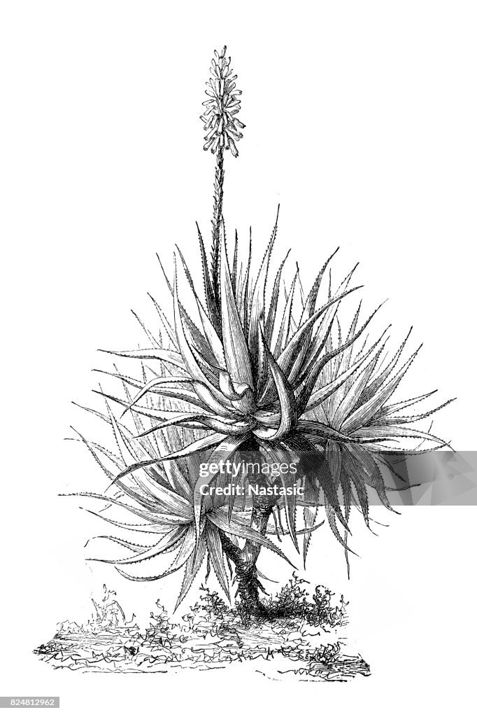 Aloe Vera (aloe socotrina)