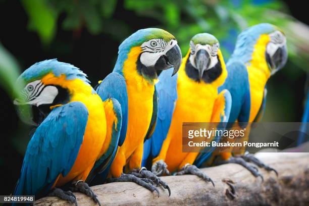 close up portrait of a colorful parrot - guacamayo fotografías e imágenes de stock