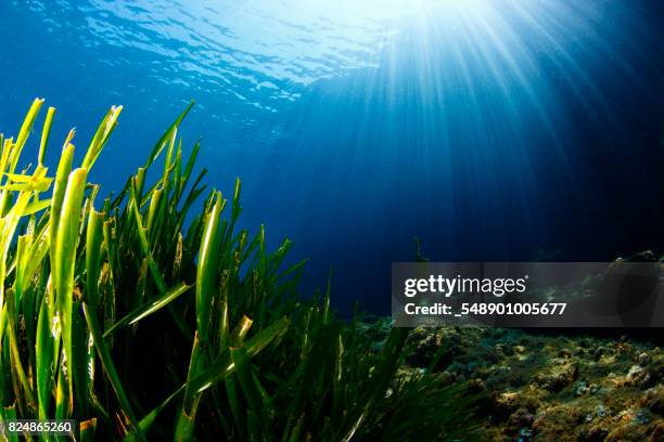marine ecosystem - alge stock-fotos und bilder