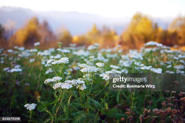 mountain meadow autumn mood,  low angle view. - yarrow stock-fotos und bilder