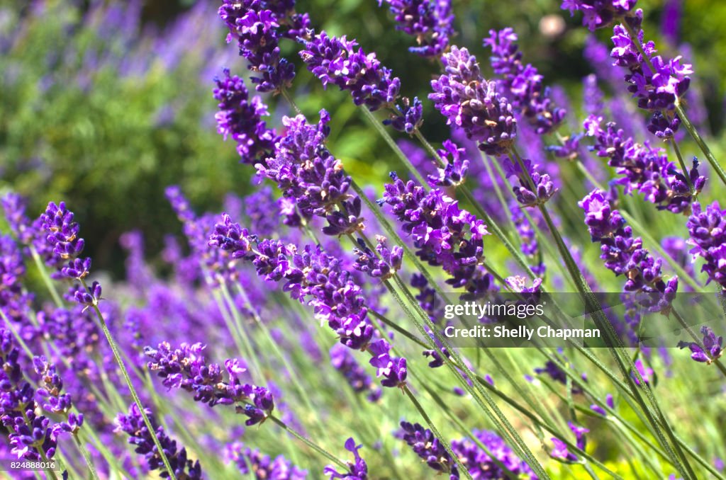 Purple lavender