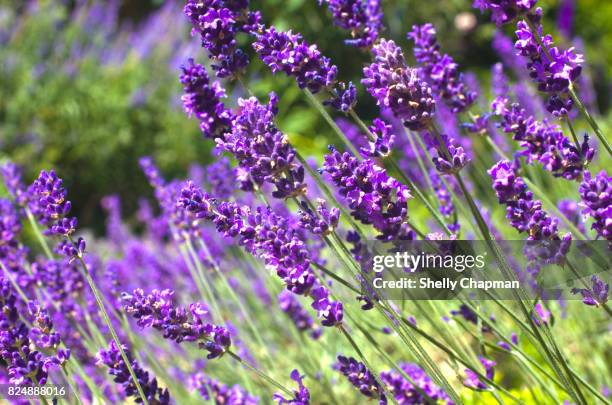 purple lavender - lavender colored stock pictures, royalty-free photos & images